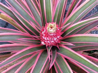 Image of a Pink Pineapple